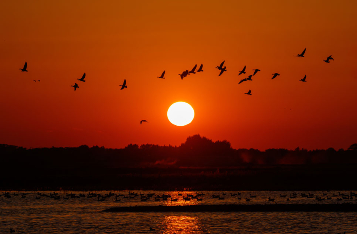 MM_geese_sunset_960x635.jpg
